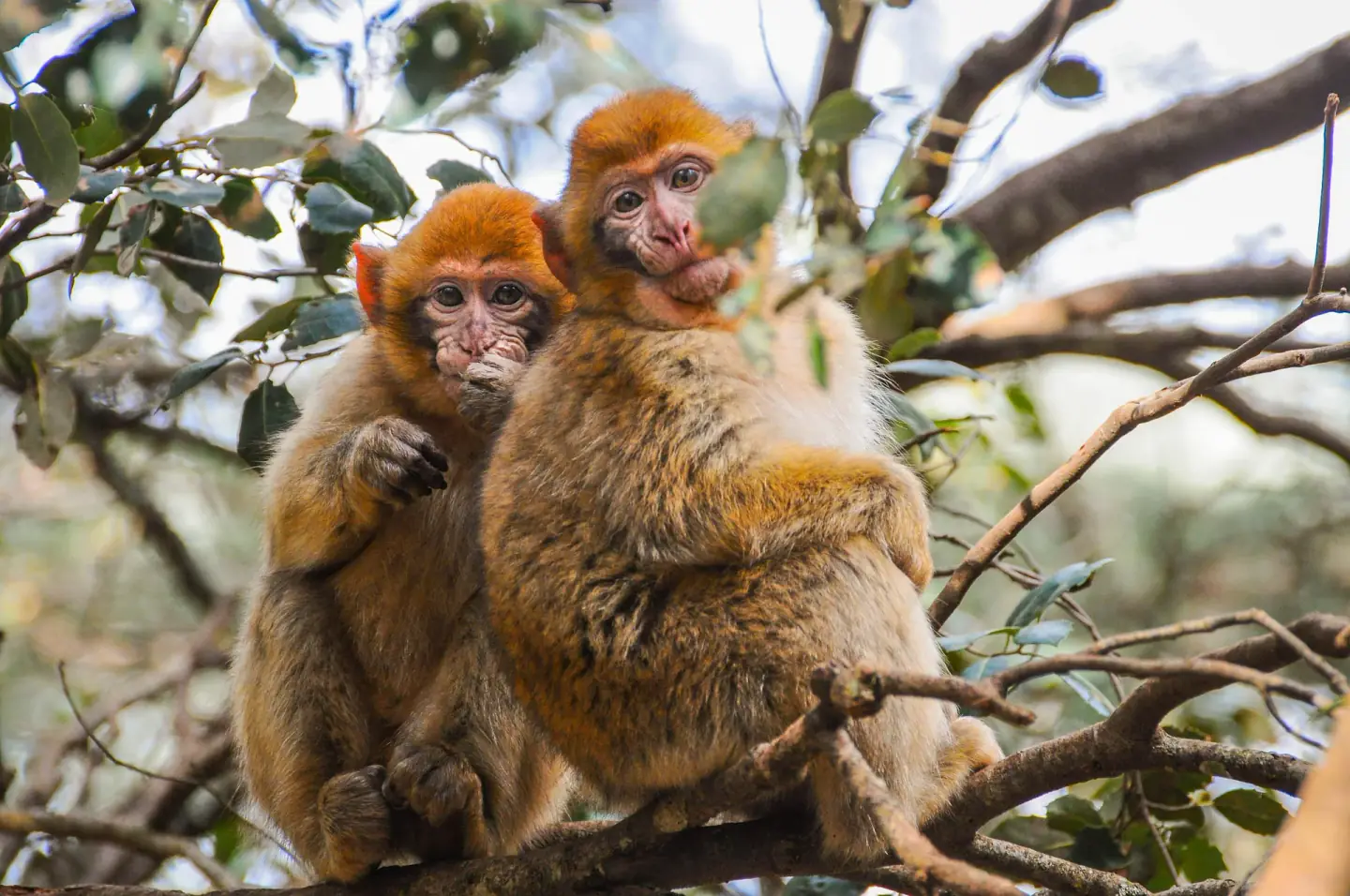 Barbary macaques in Ifrane cedar forest